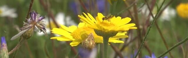 В пятницу переменная облачность, +17..+20