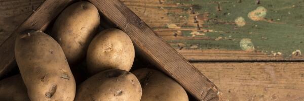 Урожай картофеля может быть достаточно хорошим