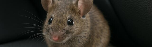 В Таллинне женщина нашла в машине мышиное гнездо — и едва не поплатилась ремонтом на несколько тысяч евро