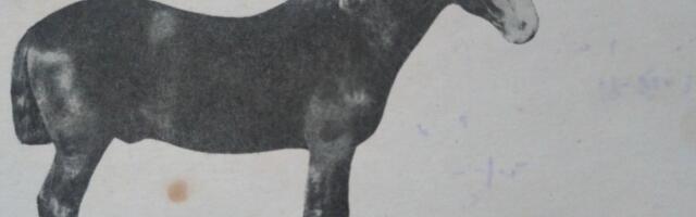 Чудо-конь: история самого знаменитого эстонского жеребца