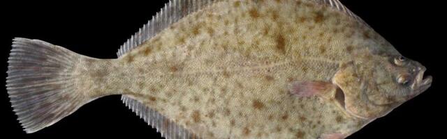 Рыбой 2026 года в Эстонии объявлена камбала