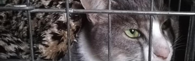 Владелец попавшей под автомобиль кошки отказался оплачивать ее лечение