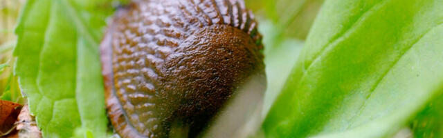 "АК+": испанские слизни приспособились к эстонской зиме