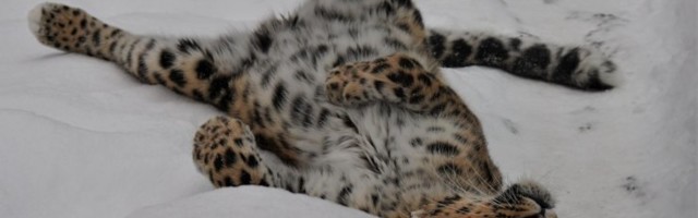 ВИДЕО | Звери Таллиннского зоопарка в диком восторге от снега