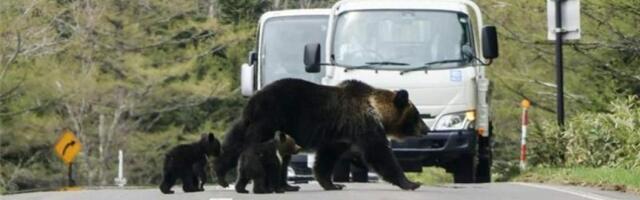 Власти Японии направили армию на борьбу с медведями