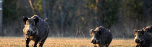 С конца августа охотники застрелили более 2000 кабанов
