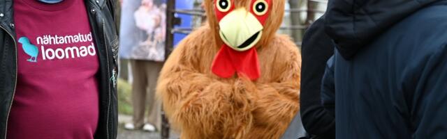 «Будущее в клетке не поместится»: известные жители Эстонии поддержали запрет клеточного содержания кур