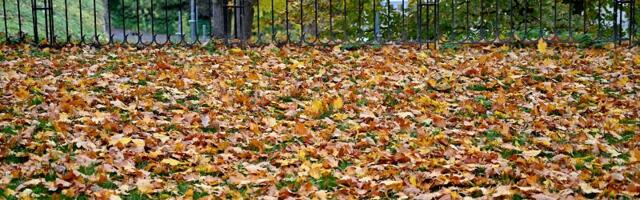 Как избавиться от опавшей листвы жителям Таллинна
