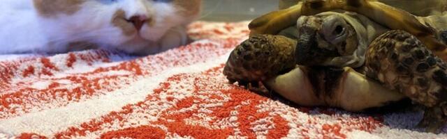 Эксперты обеспокоены разрешением допускать домашних животных в детские сады