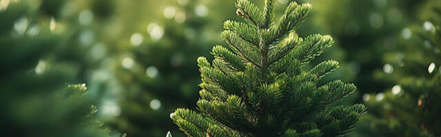 Опрос: живая ель популярнее искусственной