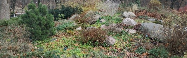 Цветник без цветов – оксюморон или эффектное решение для вашего сада?