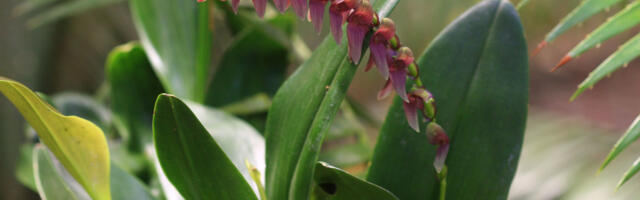 Выставка орхидей в ботаническом саду Тартуского университета