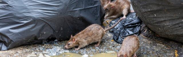 В Ласнамяэ начинается осенняя дератизация. Проверьте, есть ли ваш адрес в списке