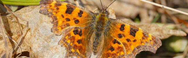 Синоптики обещают в ближайшие дни в Эстонии снег и дождь, но выходные будут солнечными