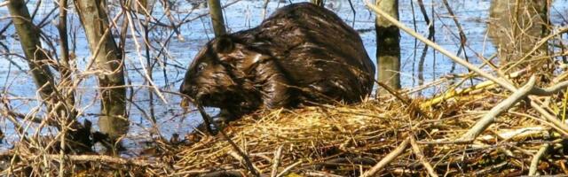 Бобры – инженеры природы, чья весенняя активность создает проблемы