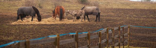 ФОТО | Эгей, залетные!.. Репортаж из приюта для бездомных лошадей
