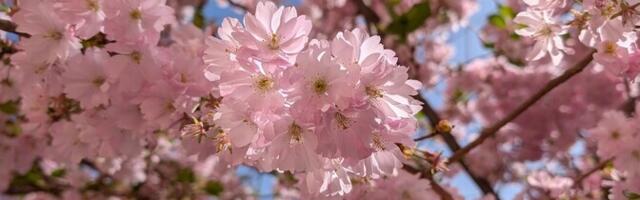 К 1 мая температура воздуха поднимется до +20 градусов