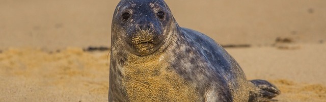 Из-за теплой зимы почти половина тюленят и все детеныши нерпы погибли