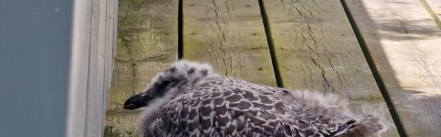 Жители Эстонии находят птенцов прямо у себя во дворе. Что с ними делать?