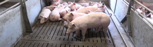 Власти предложили ряд мер для ограничения распространения АЧС