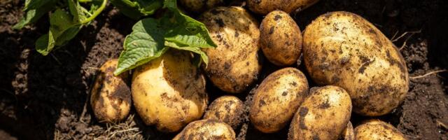 ФОТО | В Дании лучшему игроку матча вручили необычный приз — 55 кг картошки