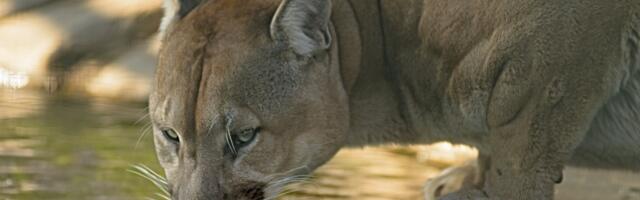 В Вырумаа в лесу заметили пуму