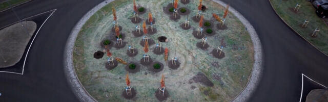 Таллиннский чиновник: сажать деревья в ноябре – это нормально