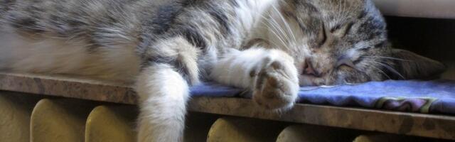 Нарва станет городом с самым дорогим центральным отоплением в Эстонии