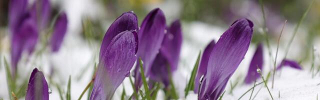 Синоптики: в воскресенье местами в Эстонии может выпасть до семи сантиметров снега