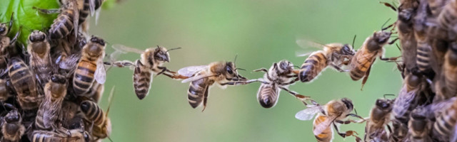 В Нидерландах провели перепись пчел