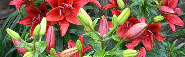 14 удивительно красивых растений, которые стоит посадить в саду