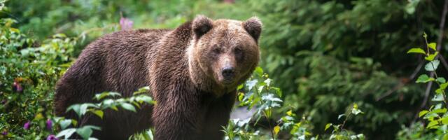 PPA: замеченный на выходных в Таллинне медведь, вероятно, ушел обратно в лес