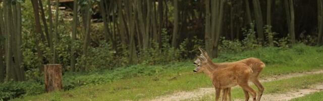 В Эстонии снижается численность косуль