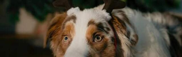 Поберегите психику своих питомцев!