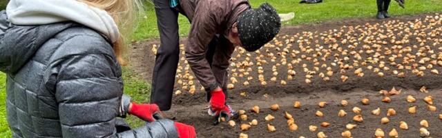 В рамках толоки на мызе Кирна были высажены 50 000 луковиц тюльпанов