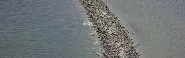 Современные технологии существенно расширили возможности эстонских ученых в изучении тюленей