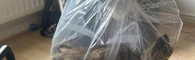 В Великобритании поймали крысу длиной 56 сантиметров