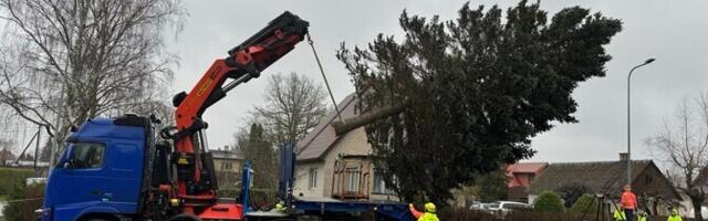 ФОТО: рождественскую ель для Ратушной площади Таллинна нашли в поселке Кохила