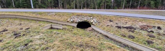 В Таллинне на улице Тяхеторни установят более километра новых ограждений для лягушек