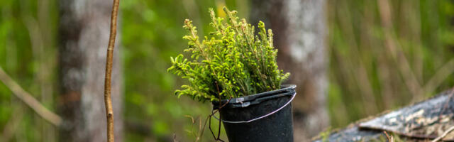 В этом году RMK высадит в общей сложности 19 млн саженцев