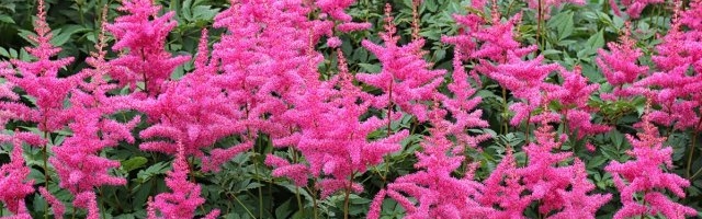 В помощь начинающему садоводу: 10 неубиваемых декоративных растений