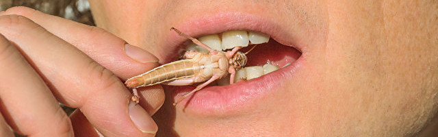 В Эстонии разрешили выращивать и продавать насекомых в пищевых целях