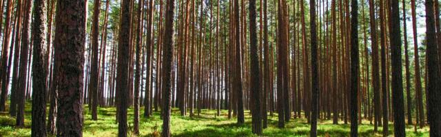 Одна из крупнейших компаний Дании начнет скупать леса в Эстонии