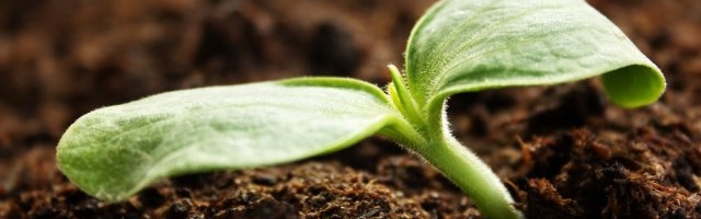 Вечные вопросы: Можно ли сажать рядом кабачки и тыквы