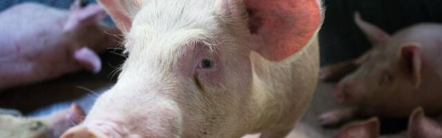 Имущество обанкротившегося из-за свиной чумы мясопереработчика выставлено на продажу