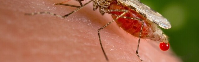 Комары появятся в Эстонии через две недели