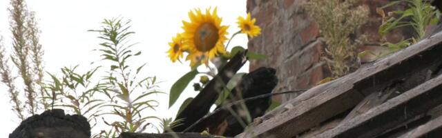 Необычное зрелище в Тарту: подсолнух устроился прямо в кроне дерева