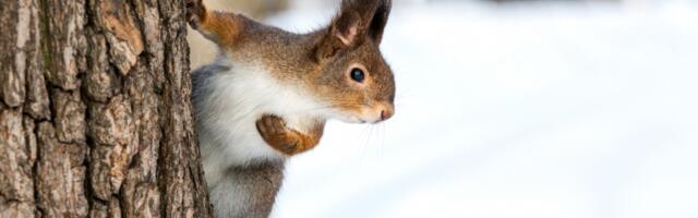 На востоке метеорологическая зима, но на новой неделе станет теплее