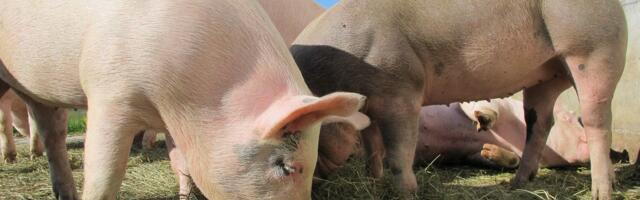 Комиссия по сельской жизни обсудит борьбу с АЧС