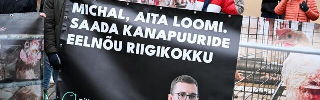 Евродепутаты призвали Эстонию ускорить рассмотрение запрета на содержание кур в клетках